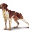 Il cane e la sua dieta
